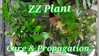 How to Grow and Care ZZ Plantin MalayalamIndoor Plant [upl. by Tfat744]