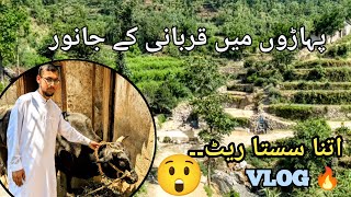 Qurbani❤️in mountainous region l SWAT Valley l Village vlog l KPK [upl. by Calondra]