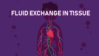 How The Exchange of Body Fluids in Tissues Happens  Biology [upl. by Feetal498]