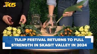 Local favorite Skagit Valley Tulip Festival returns at full strength in 2024 [upl. by Nataline]