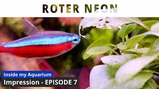 Paracheirodon axelrodi  Episode 7  Aquarium Impression [upl. by Evatsug579]