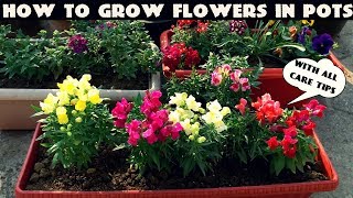 How To Grow Flower Plants At Home [upl. by Ariuqahs]