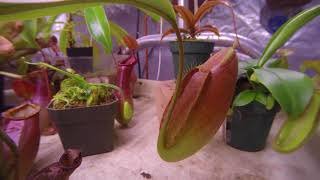 nepenthes ampullaria x spectabilis x talangensis 22 day time lapse [upl. by Nanyk]