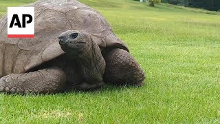 Meet the worlds oldest land animal a 192yearold tortoise [upl. by Aneles]