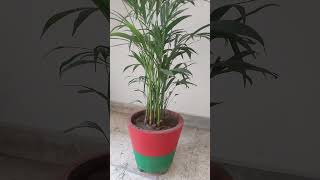 Indoor Areca palm arecapalm arecapalmplant planting gardening homegarden homegardening [upl. by Natrav]