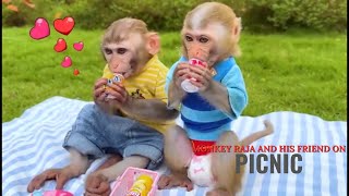 Monkey raja and his friend go for a picnic😍 Monkey Raja [upl. by Teiv]