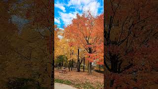 At Shawinigan parcautumm autumnfoliage park [upl. by Bael]