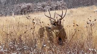 Colorado Mule Deer vs Tesla [upl. by Ammadis]