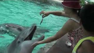 dolphin attack at Sea World [upl. by Aliuqet]