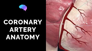 Coronary Artery Anatomy 3D Anatomy Tutorial  UKMLA  CPSA [upl. by Mohr]