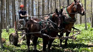 A little horselogging and some of the before and after work [upl. by Ralli]