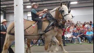 Buying a Horse at an Amish Auction [upl. by Brosy]