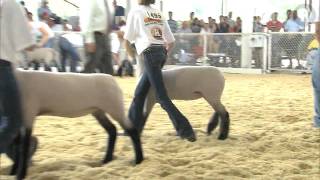 Fair 2009 4H Sheep Judging [upl. by Patin]