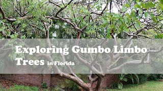 Exploring Floridas Magnificent Gumbo Limbo Trees the Tourist Tree [upl. by Aem157]