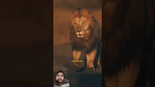 lion king animation spoof  lion  lion king movie  lion king parody  disney movies [upl. by Millburn]