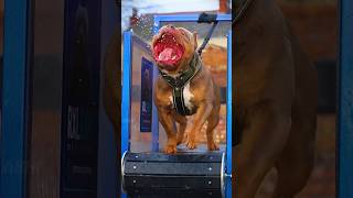 Rottweiler vs pitbull rottweiler god dog reels trending memes fight dogfight pitbullshorts [upl. by Ecyar]