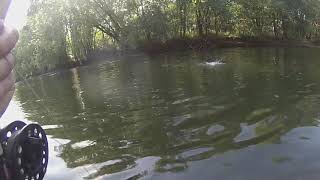 Smallmouth on the Tuscarawas River [upl. by Llyrat]