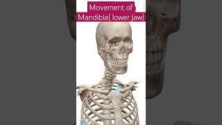 MOVEMENT OF MANDIBLE  LOWER JAW  viral shortsfeed youtubeshorts medicalanimations [upl. by Oivaf]