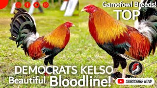 Top Best Gamefowl Breeds Democrats Kelso Gamefowl Showing  Boyakz Backyard [upl. by Nnaylime367]