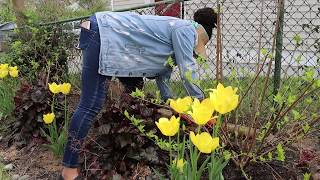 Spring hydrangea prep Hydrangea land GARDEN ADDICTZ [upl. by Nnaeus]