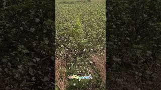 Kapas Ka Khet  Cotton Farming shorts cotton keyanshvlog kapas kheti dailyvlog keyansh vlog [upl. by Adle843]