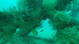 Dunsborough Artificial Reef Progress 8th April 2017 West Cluster [upl. by Eenehs]