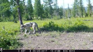 Seeley Lake Montana wolf [upl. by Ynnoj]