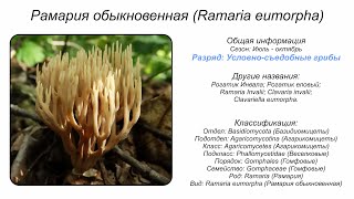 Рамария обыкновенная Ramaria eumorpha [upl. by Namyaw220]