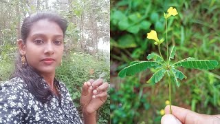 Biophytum sensitivum தீண்டாநாழி  Little plant Oxalidaceae IFFANI [upl. by Thurnau]