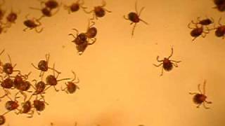 newborn tick larvae 2 [upl. by Enattirb]