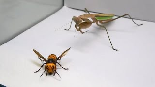 Praying Mantis vs Murder Hornet [upl. by Andria]