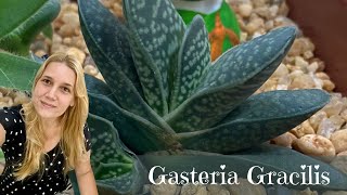 Gasteria Gracilis  Nossa Vida é sem Frescuras [upl. by Bret]