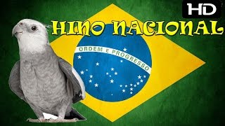 Hino Nacional Para Treinamento de Calopsitas  2 Horas [upl. by Esyak888]