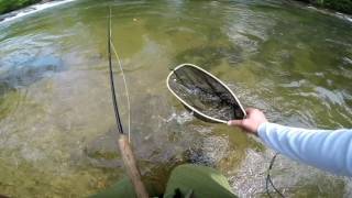 Trout Fishing The Mitchell River NC  Delayed Harvest [upl. by Lindbom36]