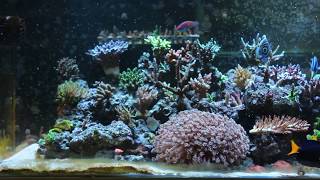 Fadis Reef Feeding DIY Food recipe [upl. by Lorain]