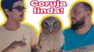 Corujadomato Megascops choliba A coruja mais fofinha do mundo 🦉 [upl. by Vassili]