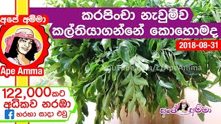 ✔ කරපිංචා නැවුම්ව තියාගන්නේ කොහොමද How to store curry leaves by Apé Amma karapincha kal thaba gamu [upl. by Ruttger]