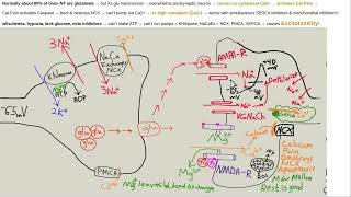 Do all brain roads lead to Rome amp calcium [upl. by Lazar]