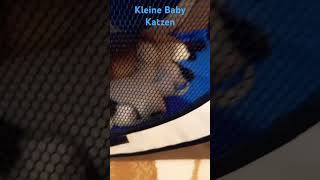 Kleine Baby Katzen🐱Woche 2 katze [upl. by Ailemak710]