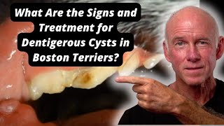 What Are the Signs and Treatment for Dentigerous Cysts in Boston Terriers [upl. by Algie]