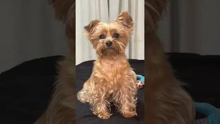 Dog Yorkie Matilda My Mom is home shorts shortvideo matilda dog puppy yorkie [upl. by Husain]