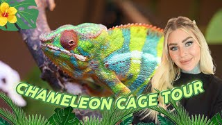 Panther Chameleon Cage TOUR  Whats In Clydes Cage [upl. by Yarb253]