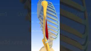 LES MUSCLES DU BRAS muscle anatomie corpshumain [upl. by Pasol]