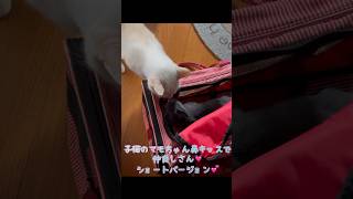 子猫のマモちゃん鼻キッスで仲良しさん💓ショートバージョン💕 shorts 子猫 猫 鼻キス ロシアンブルー [upl. by Ykciv732]