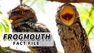 Frogmouth Facts is it an OWL  Animal Fact Files [upl. by Ithsav116]