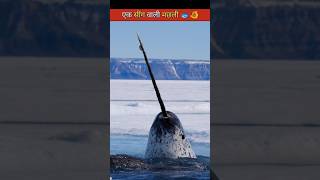 Narwhals  Narwhals facts  shorts facts water [upl. by Ecaidnac102]