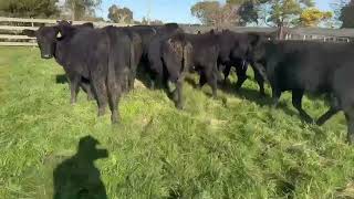 Badcock Steer Yearlings nm [upl. by Tremaine]