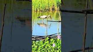 White storkBirdsfishing birdswhite stork birdstork হাড়গিলাnatureसफेद सारसমাছ খোৱা পখিপখী [upl. by Waring9]