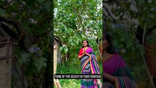 Solanum indicum for sale athmanilayam brinjal tree plants keralagarden [upl. by Scribner]