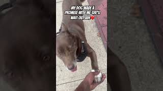 Took my wolf dog to the store🐺dog dogs dogshorts doglife dogecoin doglovers doglover wolf [upl. by Ashia]